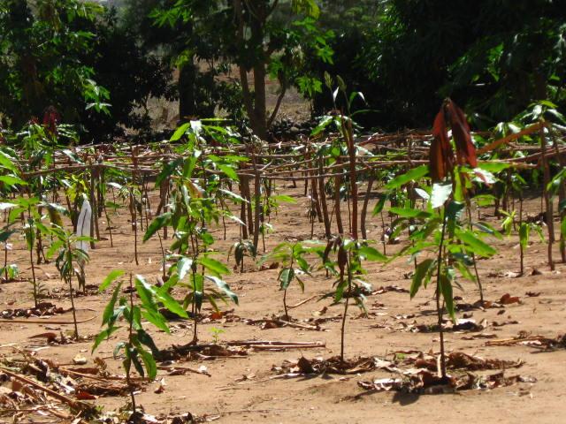 Ceginta